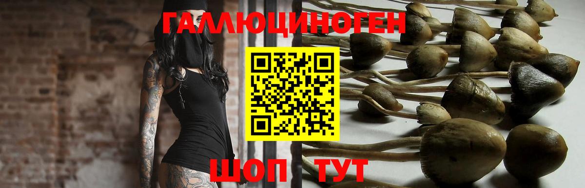 Псилоцибиновые грибы Psilocybe Урюпинск